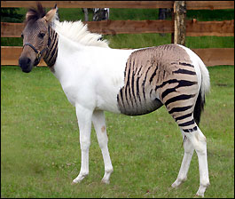 ZORSE.jpg