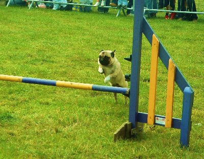 Muffin Jumping2.jpg