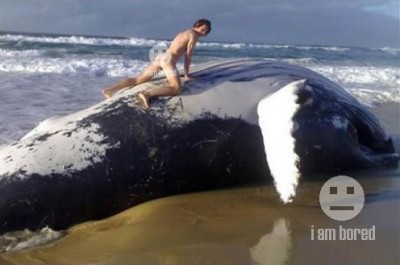 43794_mandeadwhale.jpg